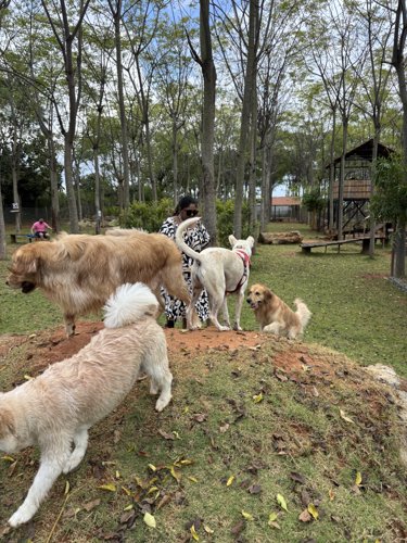Dogs at Scentral Park