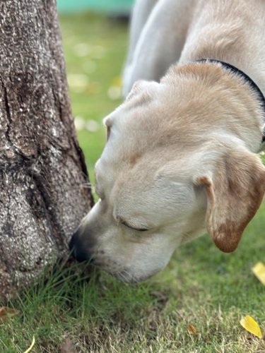 Dog at Scentral Park